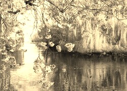 Szary + Sepia