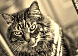 Szary + Sepia