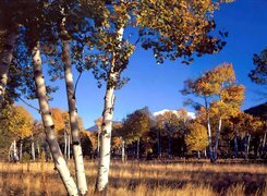 Oryginalny obrazek