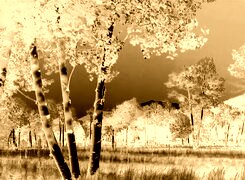 Sepia + Negatyw