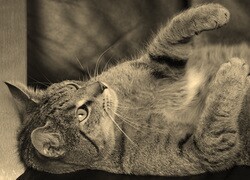 Szary + Sepia