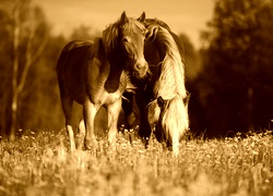 Sepia