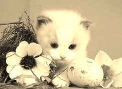 Szary + Sepia
