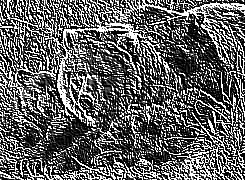 Skamielina