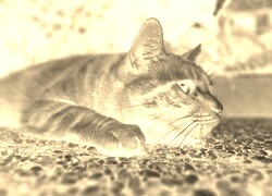 Sepia + Negatyw