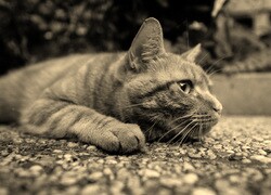 Szary + Sepia