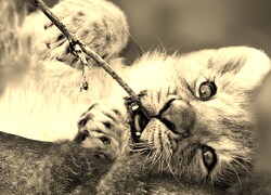 Szary + Sepia