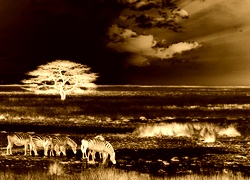 Sepia + Negatyw