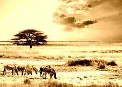 Sepia