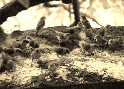 Szary + Sepia
