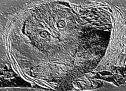 Skamielina