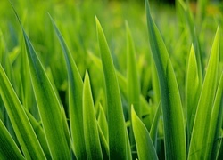 Oryginalny obrazek