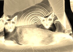 Sepia + Negatyw