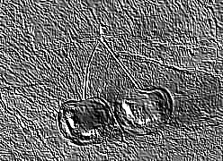 Skamielina
