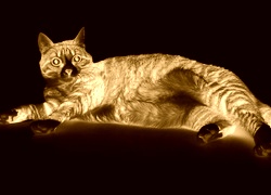 Sepia + Negatyw