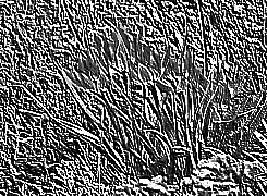 Skamielina