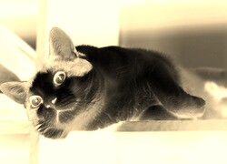 Sepia + Negatyw