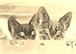 Sepia + Negatyw