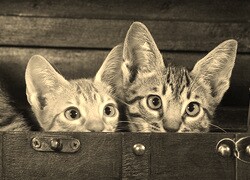 Szary + Sepia