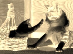 Sepia + Negatyw