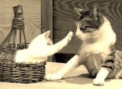 Szary + Sepia