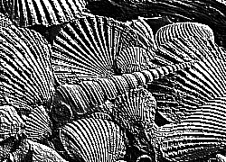 Skamielina
