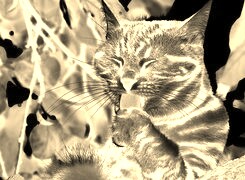 Sepia + Negatyw