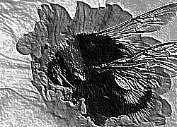 Skamielina