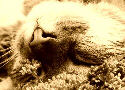 Sepia