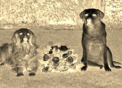 Sepia + Negatyw