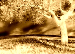 Sepia + Negatyw