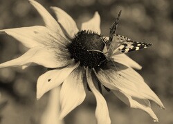 Szary + Sepia