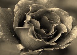 Szary + Sepia
