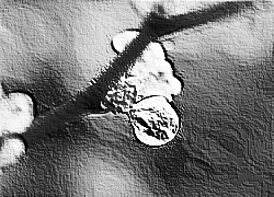 Skamielina