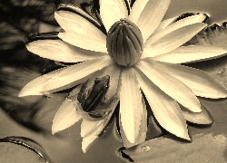 Szary + Sepia