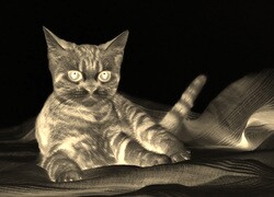 Sepia + Negatyw