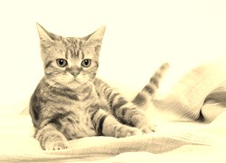 Szary + Sepia