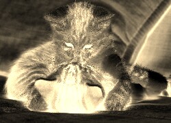 Sepia + Negatyw