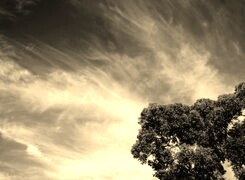 Szary + Sepia