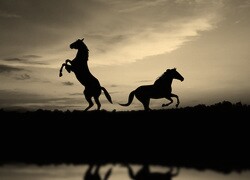 Szary + Sepia