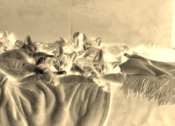 Sepia + Negatyw
