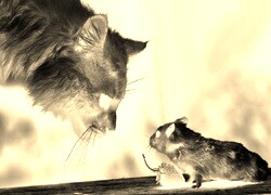 Sepia + Negatyw