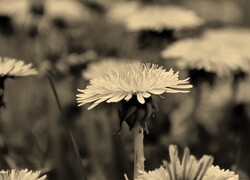 Szary + Sepia