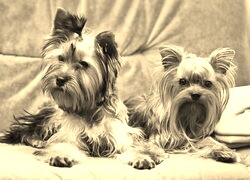 Szary + Sepia