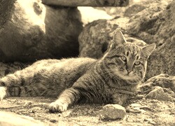 Szary + Sepia