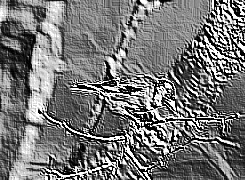 Skamielina