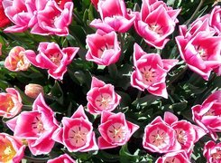 Oryginalny obrazek