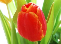 Oryginalny obrazek