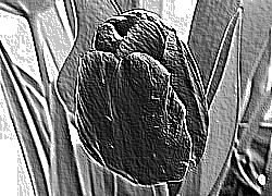 Skamielina