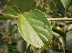 Oryginalny obrazek